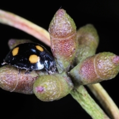 Orcus australasiae (Orange-spotted Ladybird) at Moncrieff, ACT - 27 May 2022 by smithga