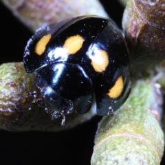 Orcus australasiae at Moncrieff, ACT - 27 May 2022 02:26 PM