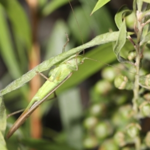 Conocephalus semivittatus at Moncrieff, ACT - 10 Nov 2021