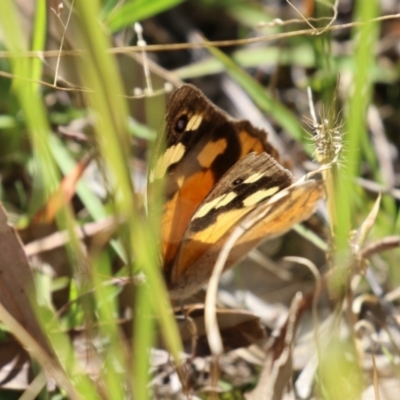Heteronympha merope (Common Brown Butterfly) at Duffy, ACT - 2 Apr 2024 by RodDeb