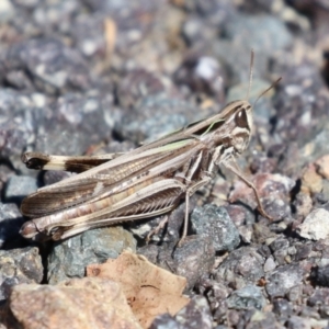 Caledia captiva at Duffy, ACT - 2 Apr 2024 01:44 PM