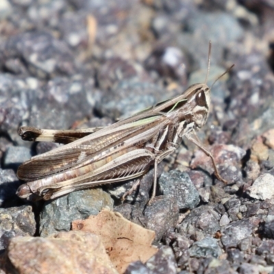 Caledia captiva (grasshopper) at Duffy, ACT - 2 Apr 2024 by RodDeb