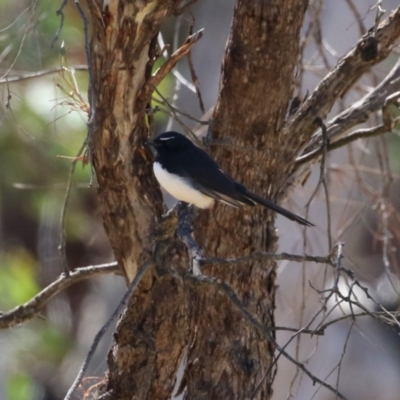 Rhipidura leucophrys (Willie Wagtail) at Duffy, ACT - 2 Apr 2024 by RodDeb