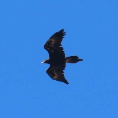 Aquila audax (Wedge-tailed Eagle) at Weston, ACT - 2 Apr 2024 by RodDeb