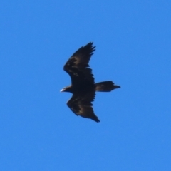 Aquila audax (Wedge-tailed Eagle) at Coombs Ponds - 2 Apr 2024 by RodDeb