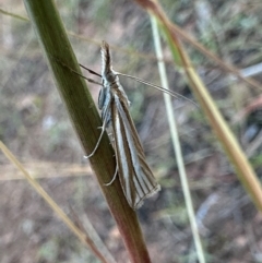 Hednota species near grammellus (Pyralid or snout moth) at Mount Ainslie - 23 Mar 2024 by Pirom