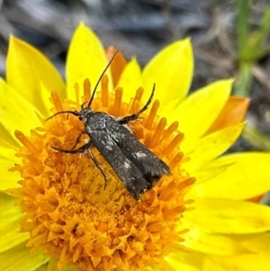 Eretmocera (genus) (Scythrididae family) at Mount Majura - 29 Mar 2024 02:55 PM