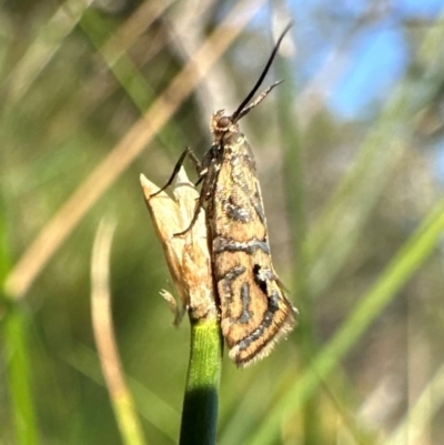 Glyphipterix cyanochalca (A sedge moth) at Mount Majura - 29 Mar 2024 by Pirom