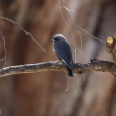 Artamus cyanopterus (Dusky Woodswallow) at Duffy, ACT - 2 Apr 2024 by RodDeb