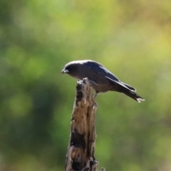 Artamus cyanopterus at Duffy, ACT - 2 Apr 2024