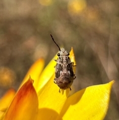 Nysius sp. (genus) (Seed bug) at Mount Majura - 29 Mar 2024 by Pirom