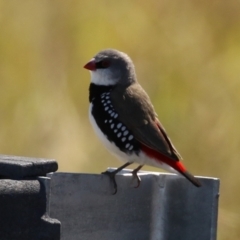 Stagonopleura guttata at Duffy, ACT - 2 Apr 2024