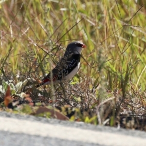 Stagonopleura guttata at Duffy, ACT - 2 Apr 2024