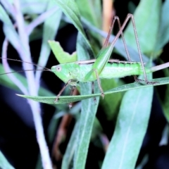 Conocephalus semivittatus (Meadow katydid) at Moncrieff, ACT - 4 May 2022 by smithga