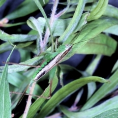 Conocephalus semivittatus at Moncrieff, ACT - 4 May 2022