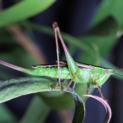 Conocephalus semivittatus at Moncrieff, ACT - suppressed