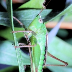 Conocephalus semivittatus at Moncrieff, ACT - suppressed