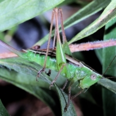 Conocephalus semivittatus at Moncrieff, ACT - suppressed