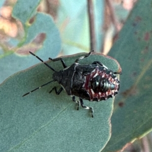 Oechalia schellenbergii at Corroboree Park - 28 Mar 2024 05:41 PM