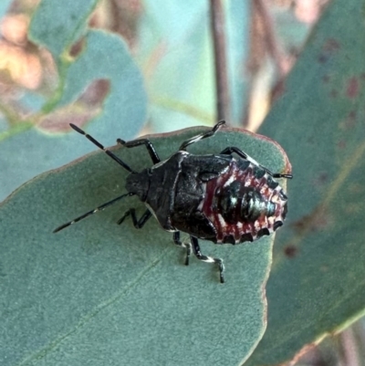 Oechalia schellenbergii (Spined Predatory Shield Bug) at Corroboree Park - 28 Mar 2024 by Pirom