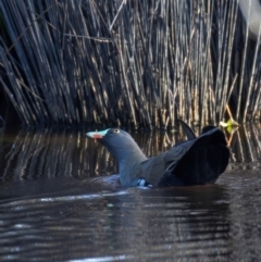 Tribonyx ventralis (Black-tailed Nativehen) at MFL012: Near Bird Site 8 - 21 Feb 2024 by BenHarvey