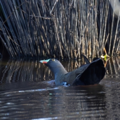 Tribonyx ventralis (Black-tailed Nativehen) at Mulligans Flat - 21 Feb 2024 by BenHarvey