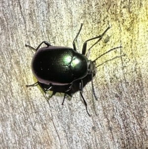 Chalcopteroides columbinus at Namadgi National Park - 25 Mar 2024