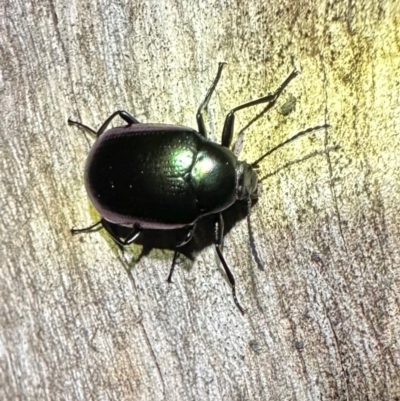 Chalcopteroides columbinus (Rainbow darkling beetle) at Namadgi National Park - 25 Mar 2024 by Pirom