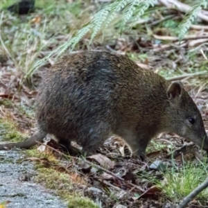 Isoodon obesulus obesulus at Tidbinbilla Nature Reserve - 1 Apr 2024 05:30 PM