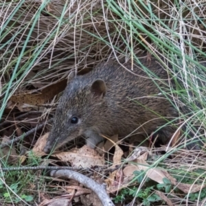 Isoodon obesulus obesulus at Tidbinbilla Nature Reserve - 1 Apr 2024 05:30 PM