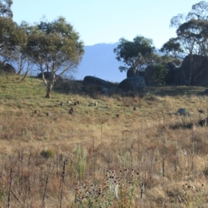 Sus scrofa at Namadgi National Park - suppressed