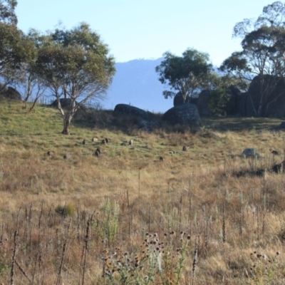 Sus scrofa (Pig (feral)) at Namadgi National Park - 29 Mar 2024 by VanceLawrence