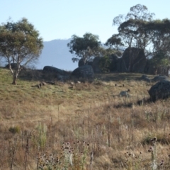 Sus scrofa at Namadgi National Park - suppressed