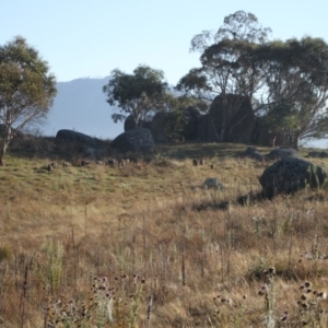 Sus scrofa at Namadgi National Park - suppressed