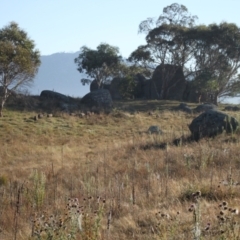 Sus scrofa at Namadgi National Park - suppressed