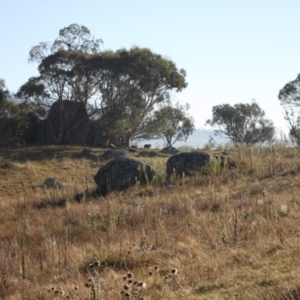 Sus scrofa at Namadgi National Park - suppressed