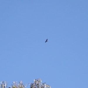 Aquila audax at Namadgi National Park - 30 Mar 2024 10:23 AM