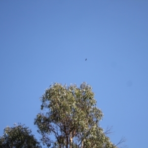 Aquila audax at Namadgi National Park - 30 Mar 2024 10:23 AM