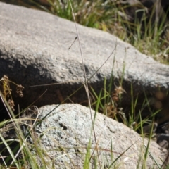 Unidentified Dragonfly (Anisoptera) at Namadgi National Park - 29 Mar 2024 by VanceLawrence