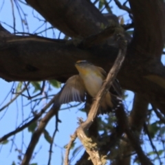 Pardalotus striatus (Striated Pardalote) at Namadgi National Park - 31 Mar 2024 by VanceLawrence