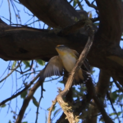 Pardalotus striatus (Striated Pardalote) at Mount Clear, ACT - 31 Mar 2024 by VanceLawrence