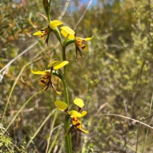 Diuris sulphurea at Lower Cotter Catchment - suppressed