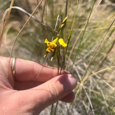 Diuris sulphurea (Tiger Orchid) at Lower Cotter Catchment - 23 Oct 2023 by RangerRiley