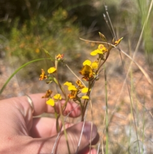 Diuris semilunulata at Lower Cotter Catchment - suppressed