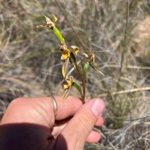 Diuris sulphurea at Lower Cotter Catchment - suppressed