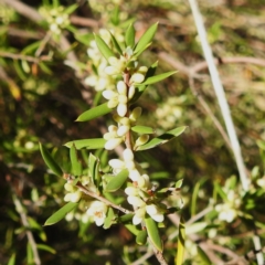 Monotoca scoparia (Broom Heath) at ANBG South Annex - 2 Apr 2024 by HelenCross