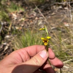 Diuris sulphurea (Tiger Orchid) at Lower Cotter Catchment - 27 Oct 2023 by RangerRiley