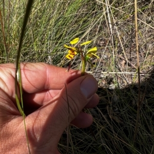 Diuris sulphurea at Lower Cotter Catchment - suppressed