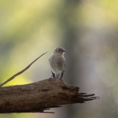 Petroica phoenicea (Flame Robin) at Bondo State Forest - 29 Mar 2024 by Wildlifewarrior80