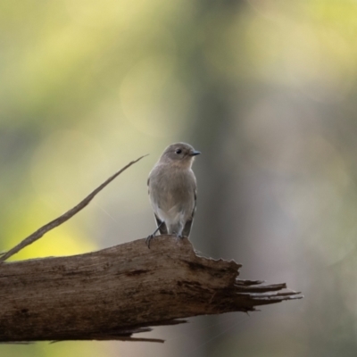 Petroica phoenicea (Flame Robin) at Bondo State Forest - 29 Mar 2024 by brettguy80